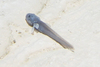 Eelpout