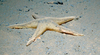 Bathybiaster vexillifer