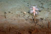 Chondrocladia gigantea