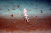 Chondrocladia gigantea