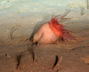Anemone