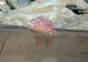 Nudibranch