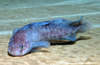 Careproctus sp?