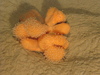 Alcyonium sp.