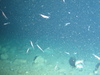 Krill