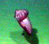 Swimming sea cucumber