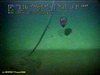 Swimming sea cucumber