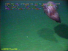 Swimming sea cucumber