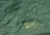 Pagurus prideaux