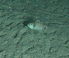 Helicolenus sp.