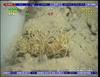 Pycnogonid sp.