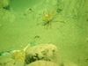 Colossendeis proboscidea