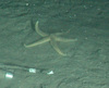 Stichastrella sp.
