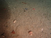 Hermit Crab