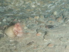 Anemone