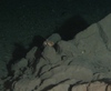 Hermit Crab