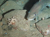 Gadus morhua