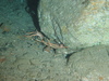 Squat lobster