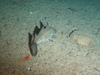 Gadus morhua