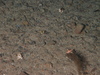 Stichastrella rosea