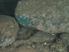 Blue sponge ?hymedesmia sp.?