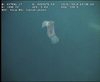 Peniagone Sea Cucumber
