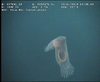 Peniagone Sea Cucumber