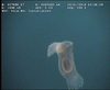 Peniagone Sea Cucumber