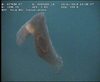 Peniagone Sea Cucumber