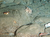 General Seabed