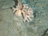 Porella sp