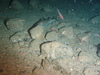 General Seabed view