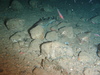 General Seabed view 