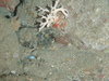 Porella sp. and Squat lobster sp.