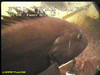Black grouper
