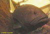 Black grouper