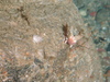 Starfish
