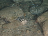 Porella sp.