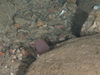 Ascidia virginea