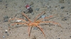 Colossendeis proboscidea
