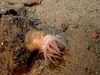 Anemone