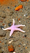 Henricia sp.