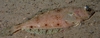 Hippoglossoides platessoides