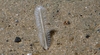 Sea pen