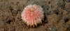 Echinus esculentus