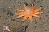 Crossaster sp.