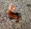 Anemone and Sea spider