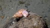 Gastropod mollusc