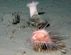 Anemone