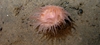 Anemone